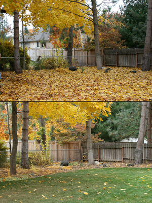 Our backyard: before and after