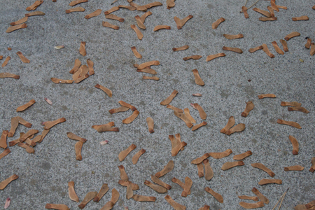 Seed pods