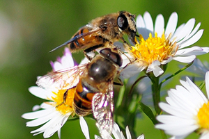 Two Bees